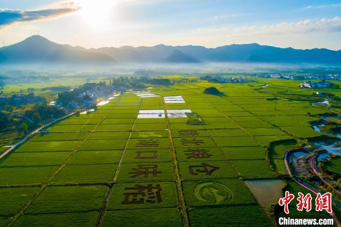 图为被称为水稻之乡、赣北粮食基地的江西省九江市湖口县武山镇。　江西省自然资源厅供图