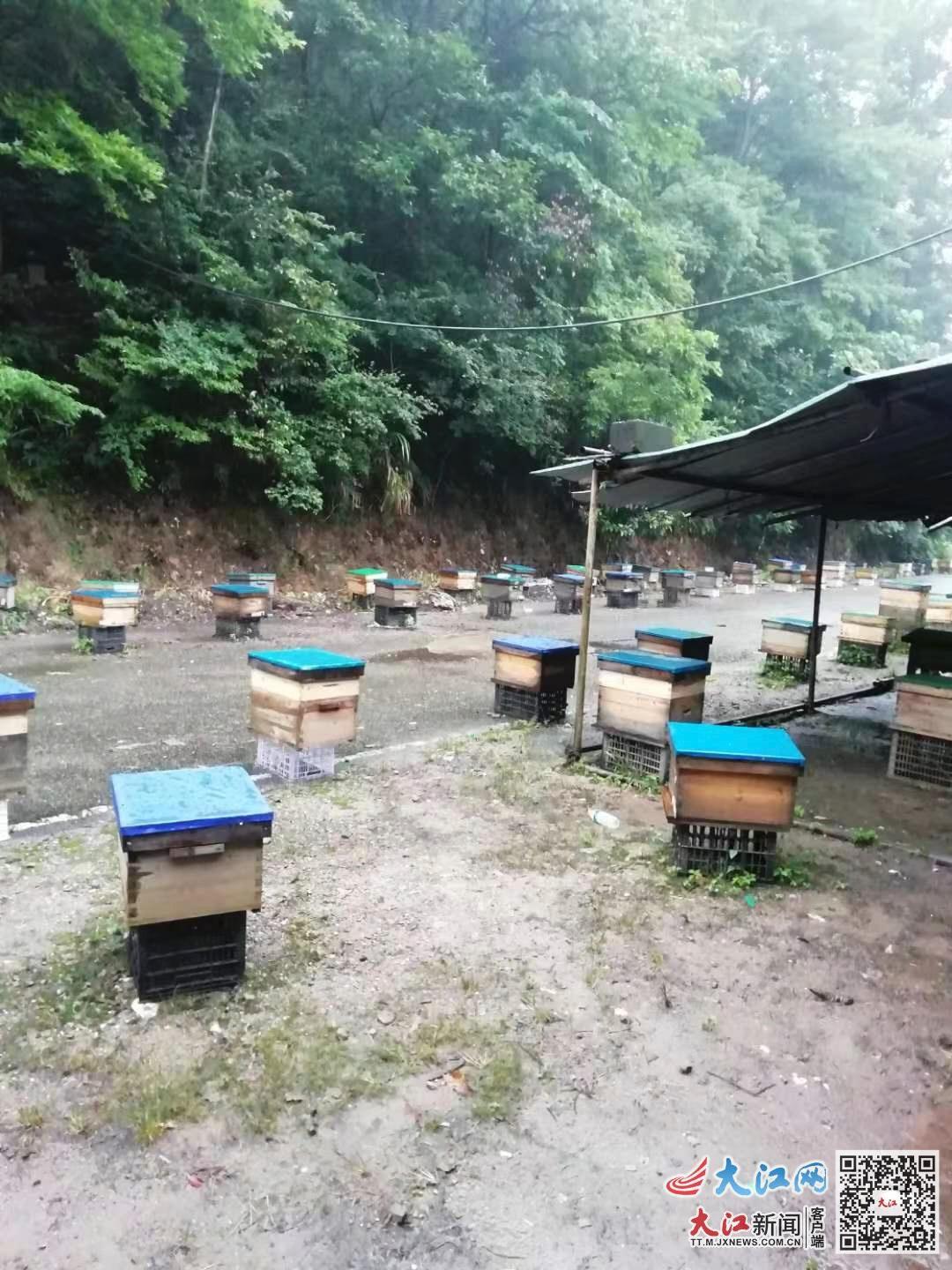 野外收蜜蜂要怎么养 8CADCCE5B91BE7C1365FC24248E263F5916DA66A_size219_w1080_h1440.jpg
