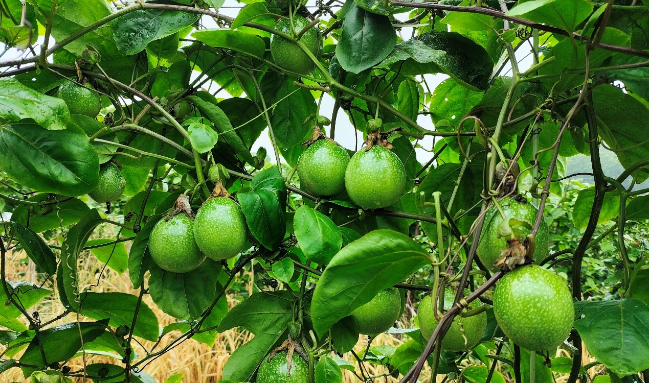 百香果种植基地里,空气满是清甜的果香