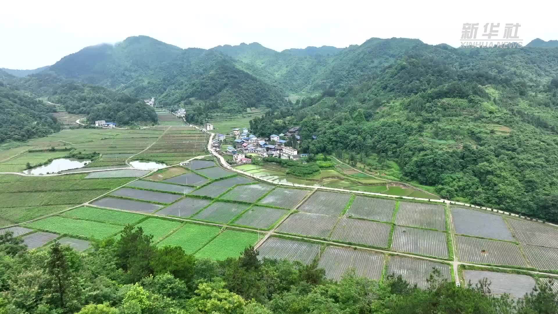 贵州岑巩：神奇的共生古树群