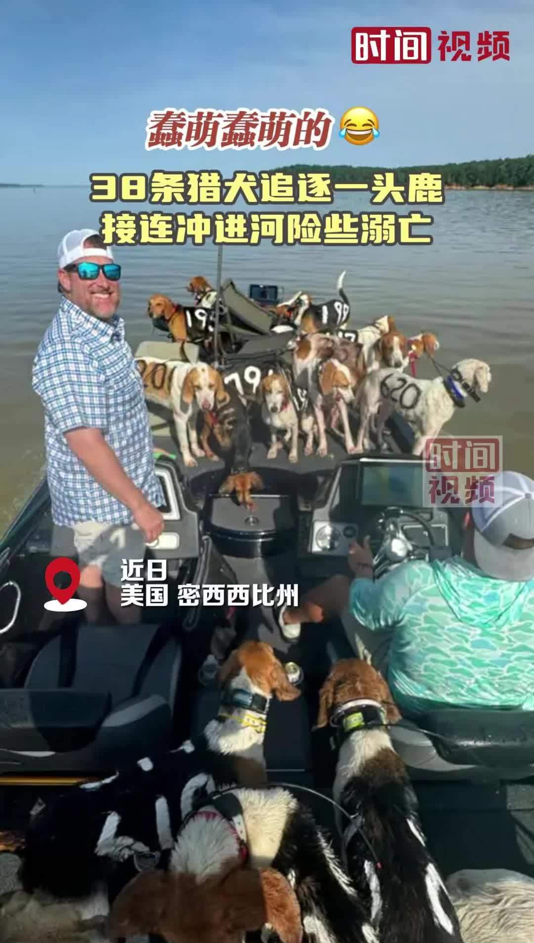 蠢萌蠢萌的~38条猎犬追鹿时接连冲进河险些溺亡