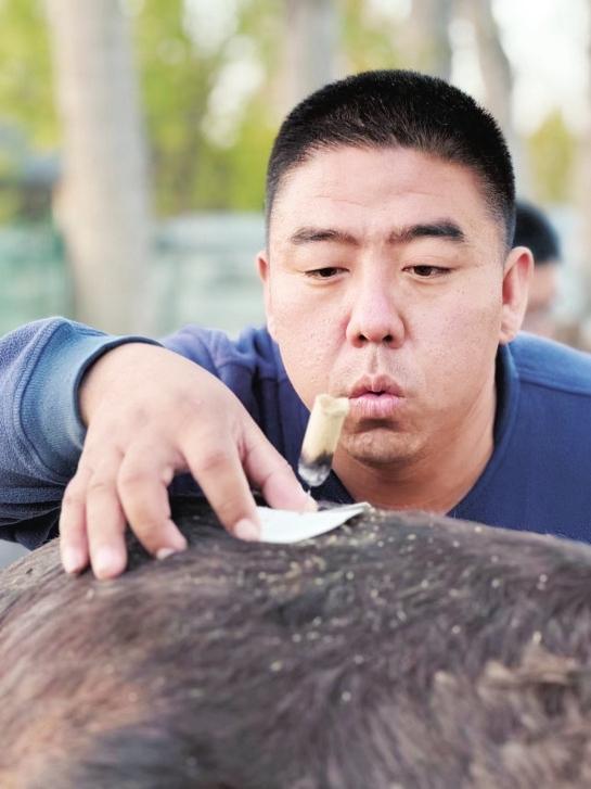 动物也能针灸　中国农业科学院兰州畜牧与兽药研究所供图