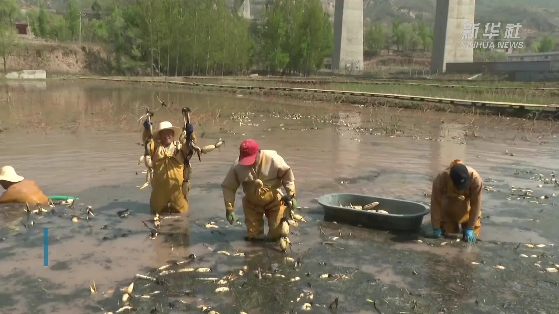 莲藕种植,视频(莲藕怎样种植才能高产视频)