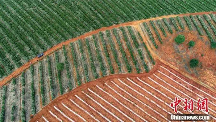 图为樟树万亩中药材种植基地。樟树市委宣传部供图