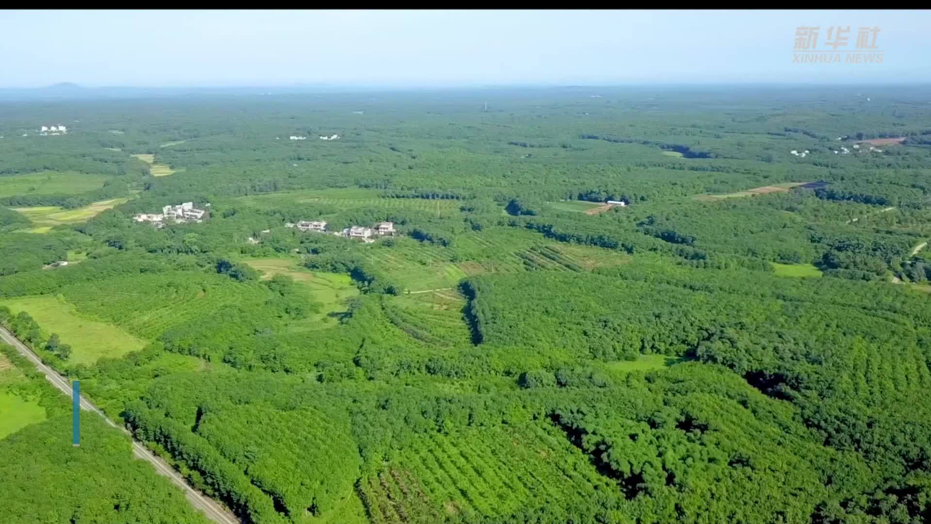 新华全媒＋｜育种人三代传承 橡胶树结出科技硕果