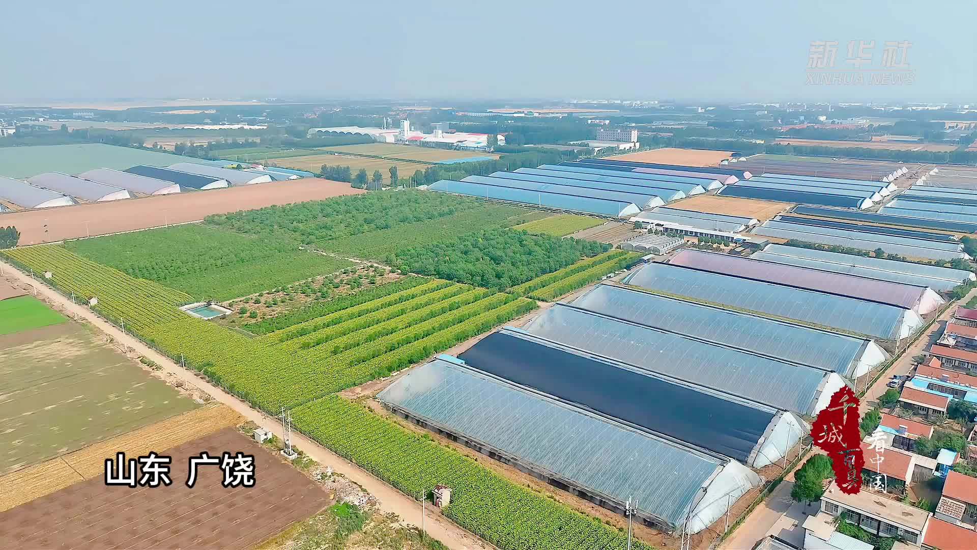 千城百县看中国｜山东广饶：葵花绽放迎盛夏