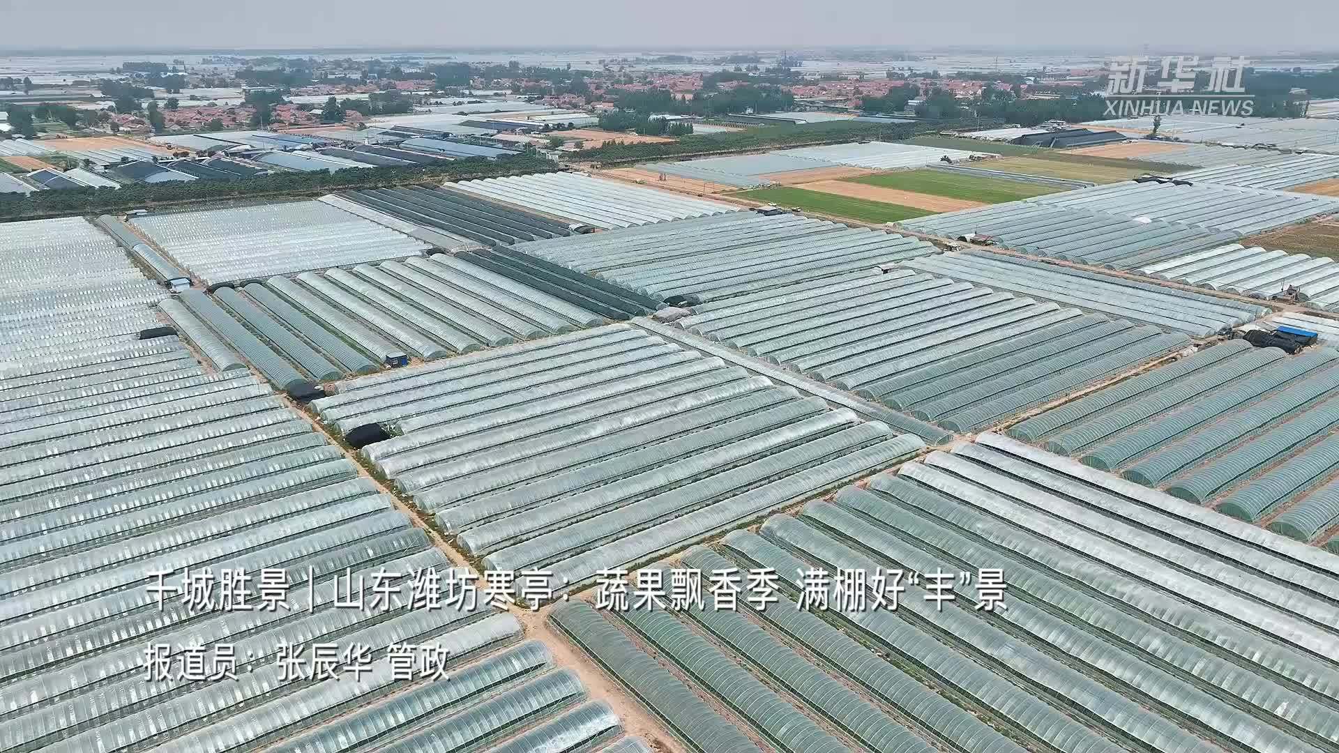 千城胜景｜山东潍坊寒亭：蔬果飘香季 满棚好“丰”景