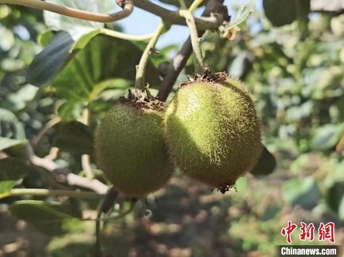 图为陕西眉县正在生长的猕猴桃。　党田野 摄