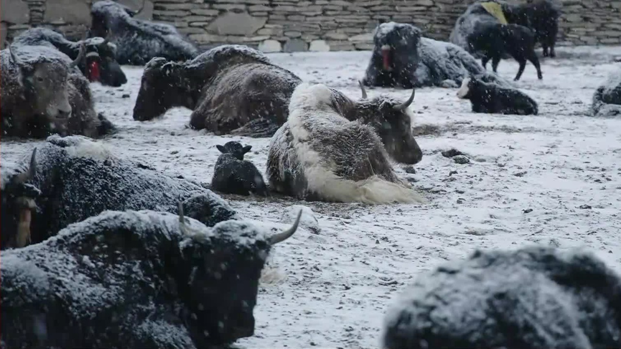 这里是全国草原面积最大的省区，每一种动植物都有自己存在的价值