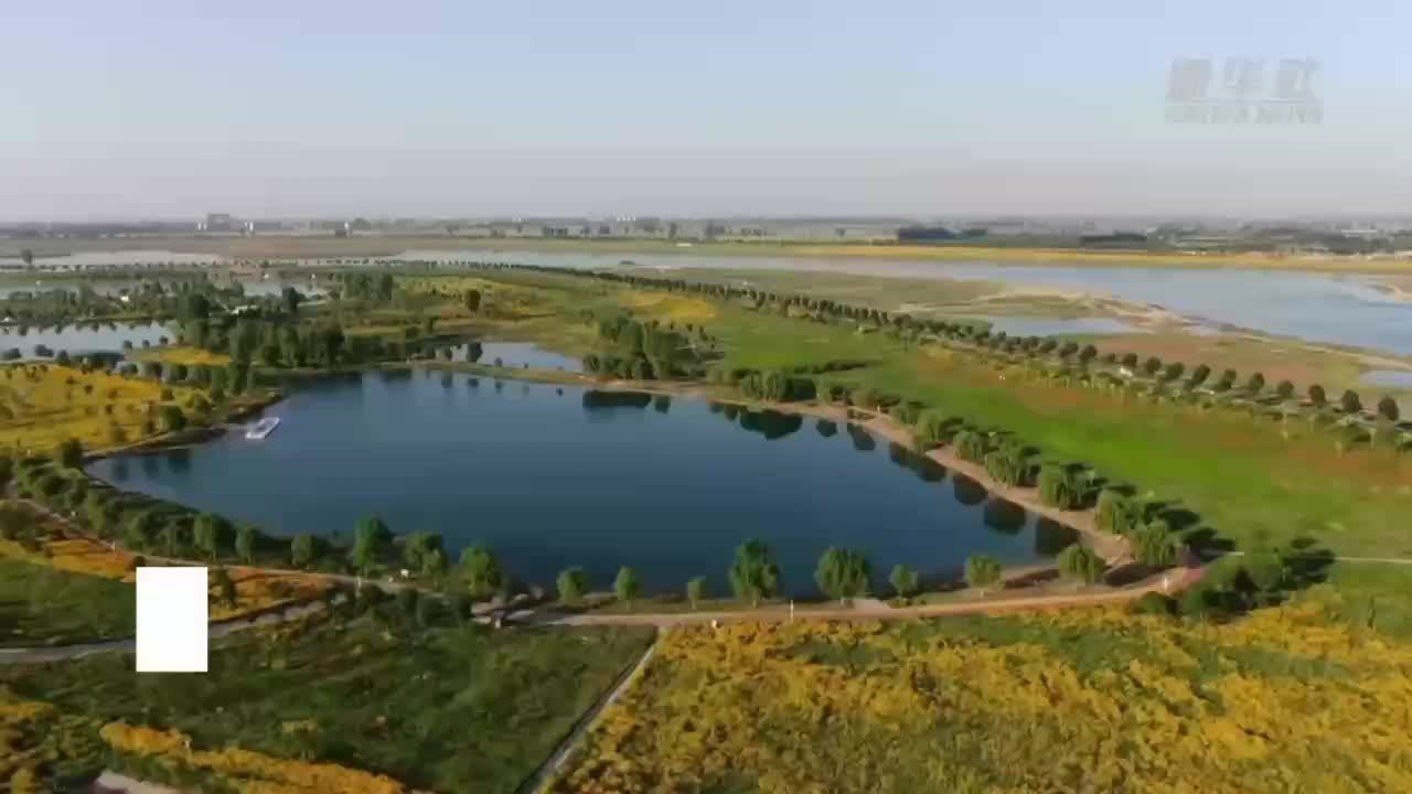 千城胜景｜河北藁城：滹沱河花海盛开 金灿灿美如油画