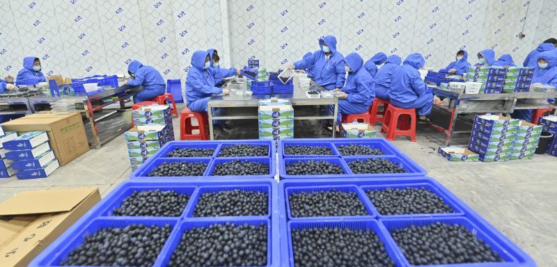 抚州东乡：种植蓝莓1.6万亩 特色产业助民富（图）