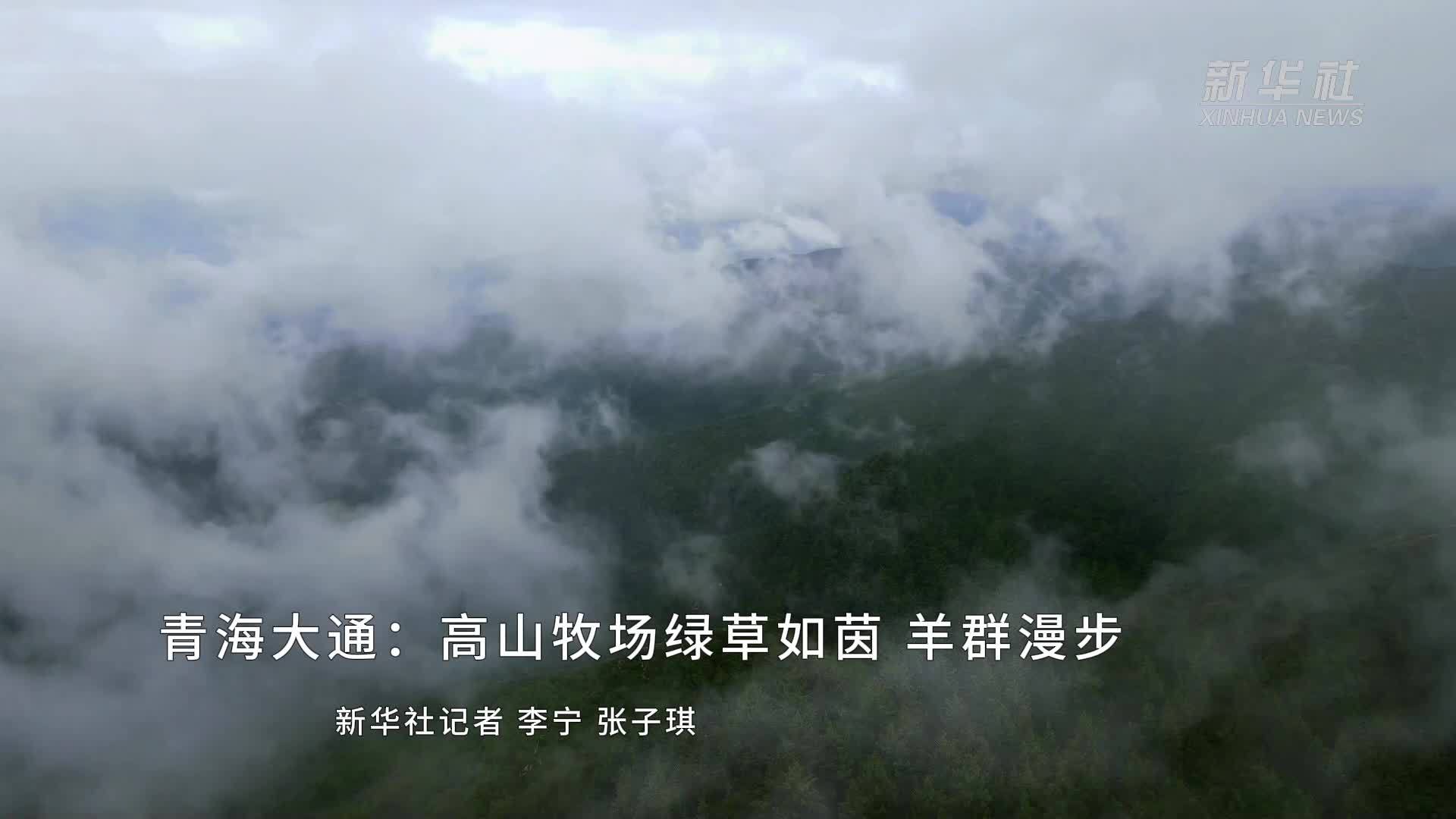 青海大通：高山牧场绿草如茵 羊群漫步