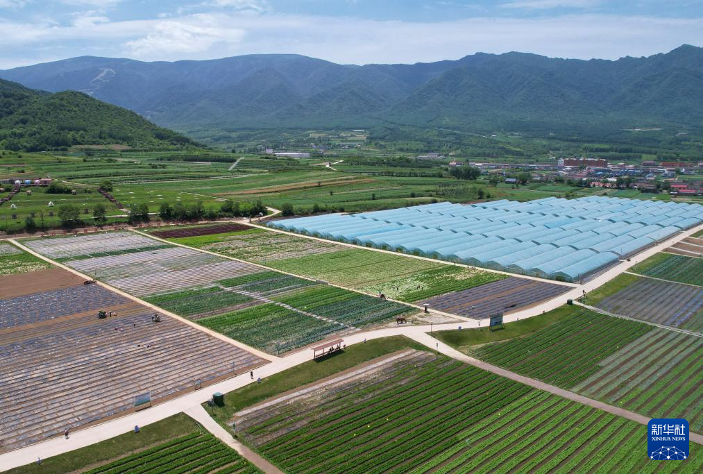 6月24日在陕西省太白县咀头镇拍摄的高山蔬菜田(无人机照片)