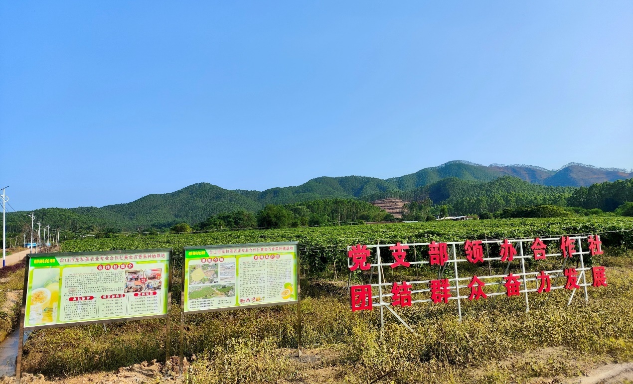 百香果种植基地