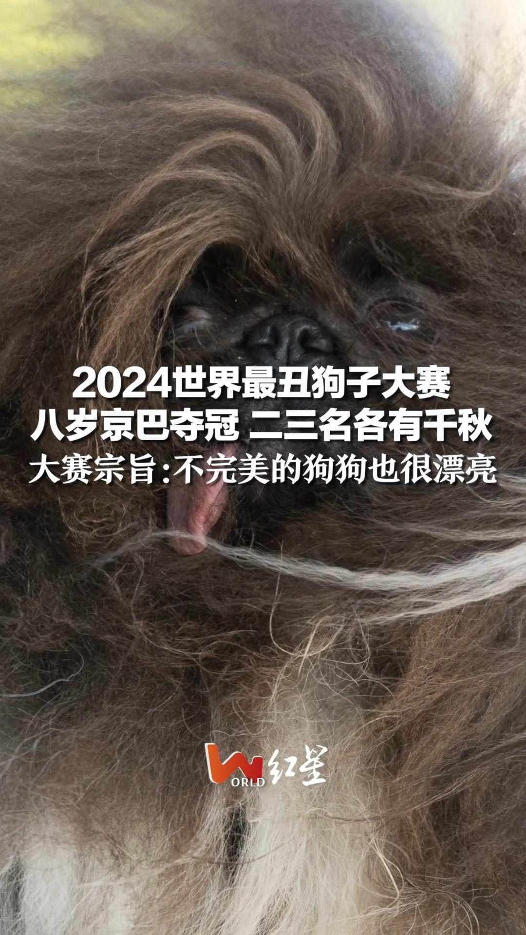 2024世界最丑狗子大赛,八岁京巴夺冠 二三名各有千秋,大赛宗旨:不完美的狗狗也很漂亮_凤凰网视频_凤凰网