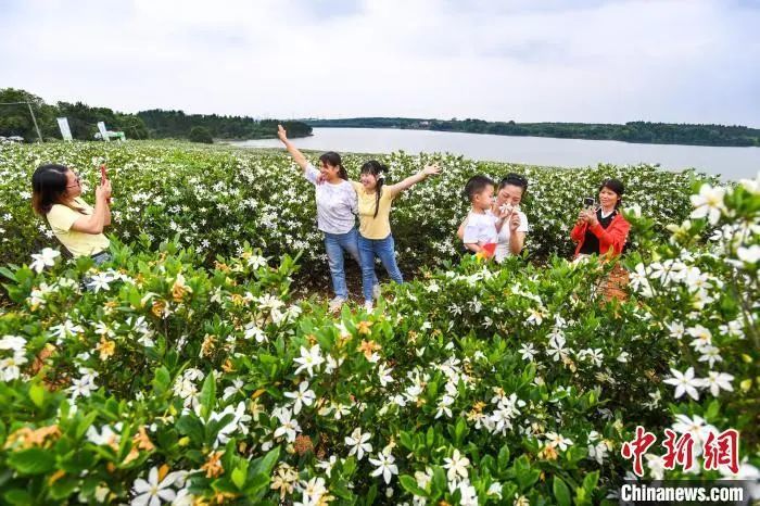 图为樟树义成镇罗港村近五千亩栀子花种植基地。周亮 摄