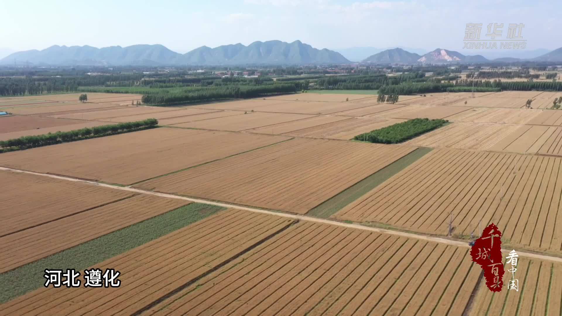 千城百县看中国｜河北遵化：抢收抢种忙“三夏”