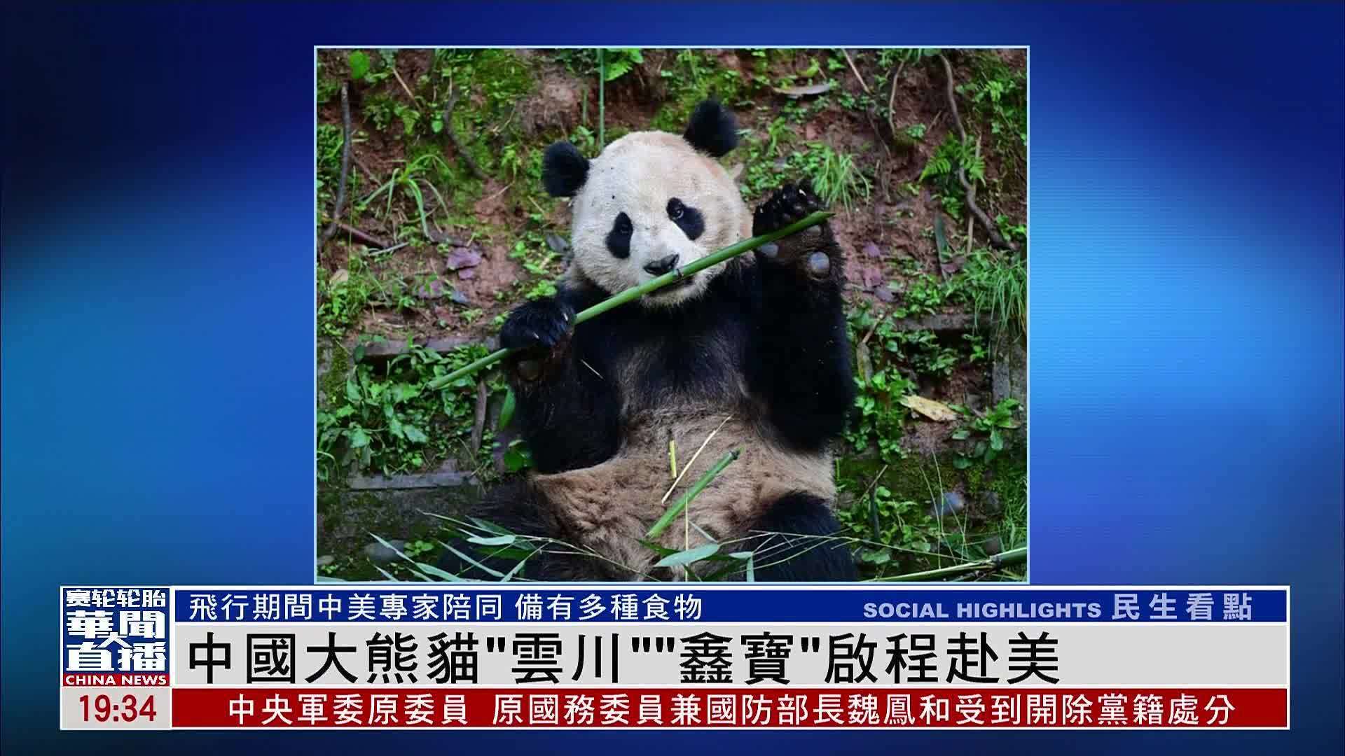 中国大熊猫“云川”“鑫宝”启程赴美