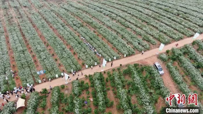航拍樟树义成镇罗港村近五千亩栀子花种植基地。姜涛 摄