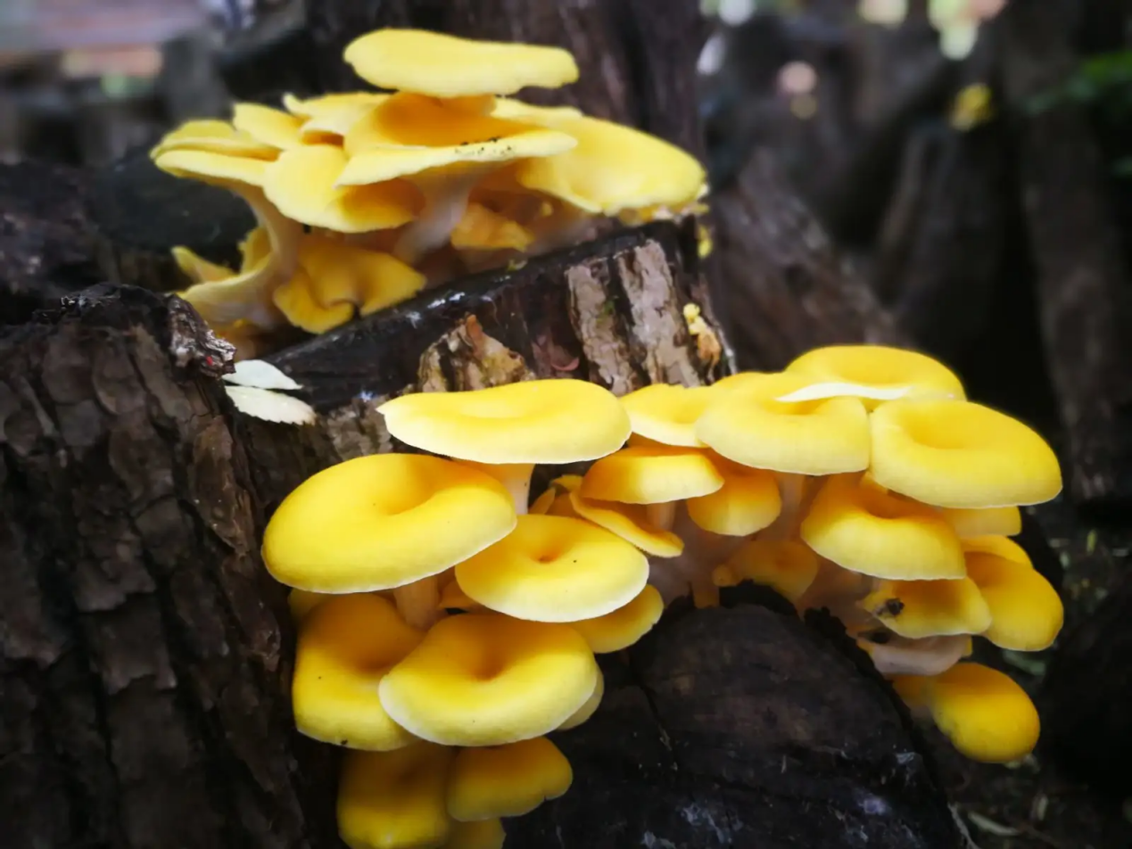 榆黄蘑(黄金菇)抗辐射、抗衰老功效介绍凤凰网河北_凤凰网