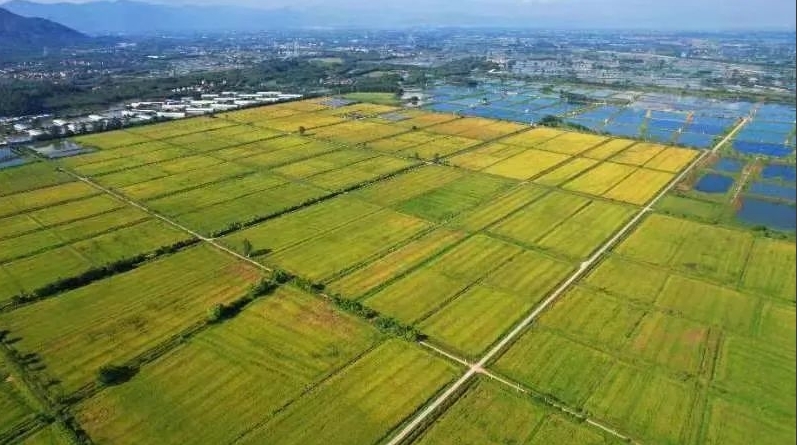 乐福米业富硒米生产基地