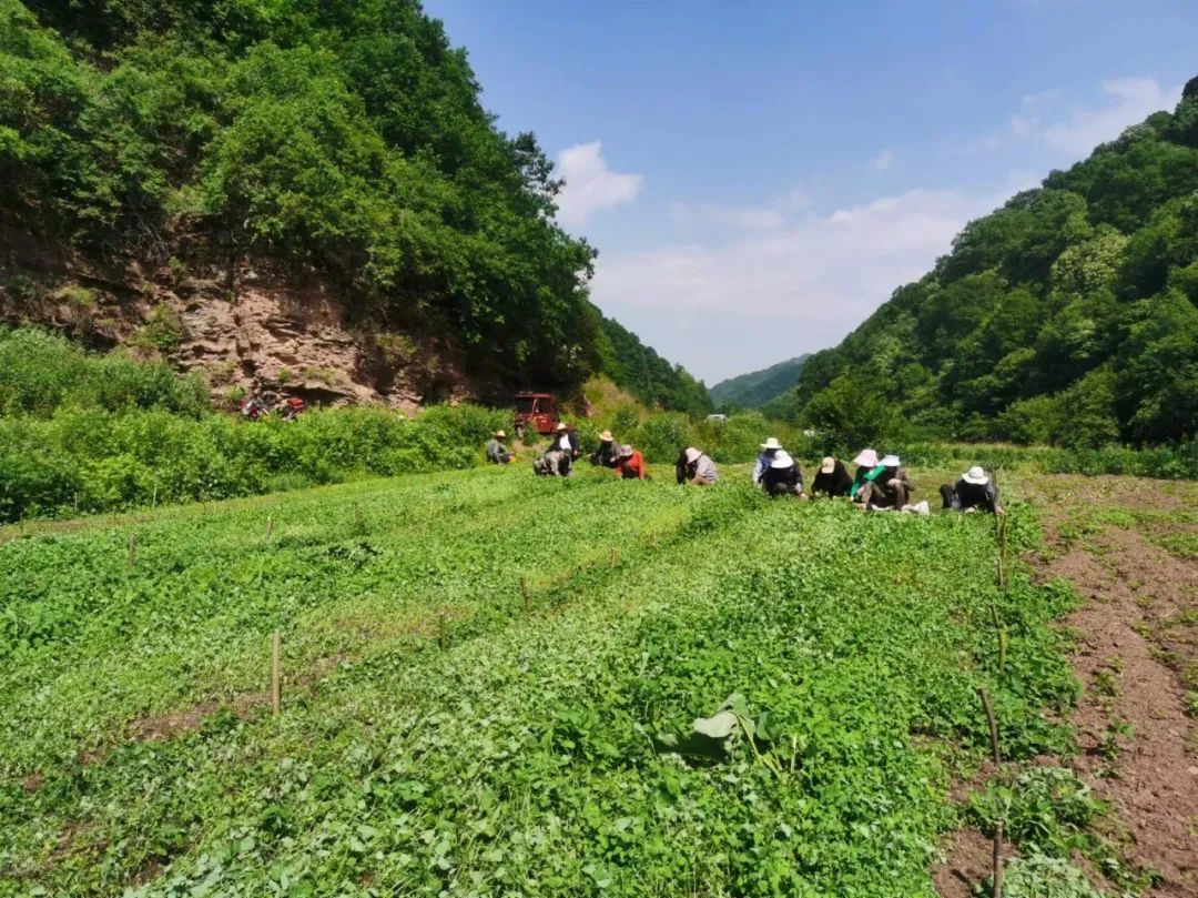 药材飘香管护忙　华亭村民“坐地生金”