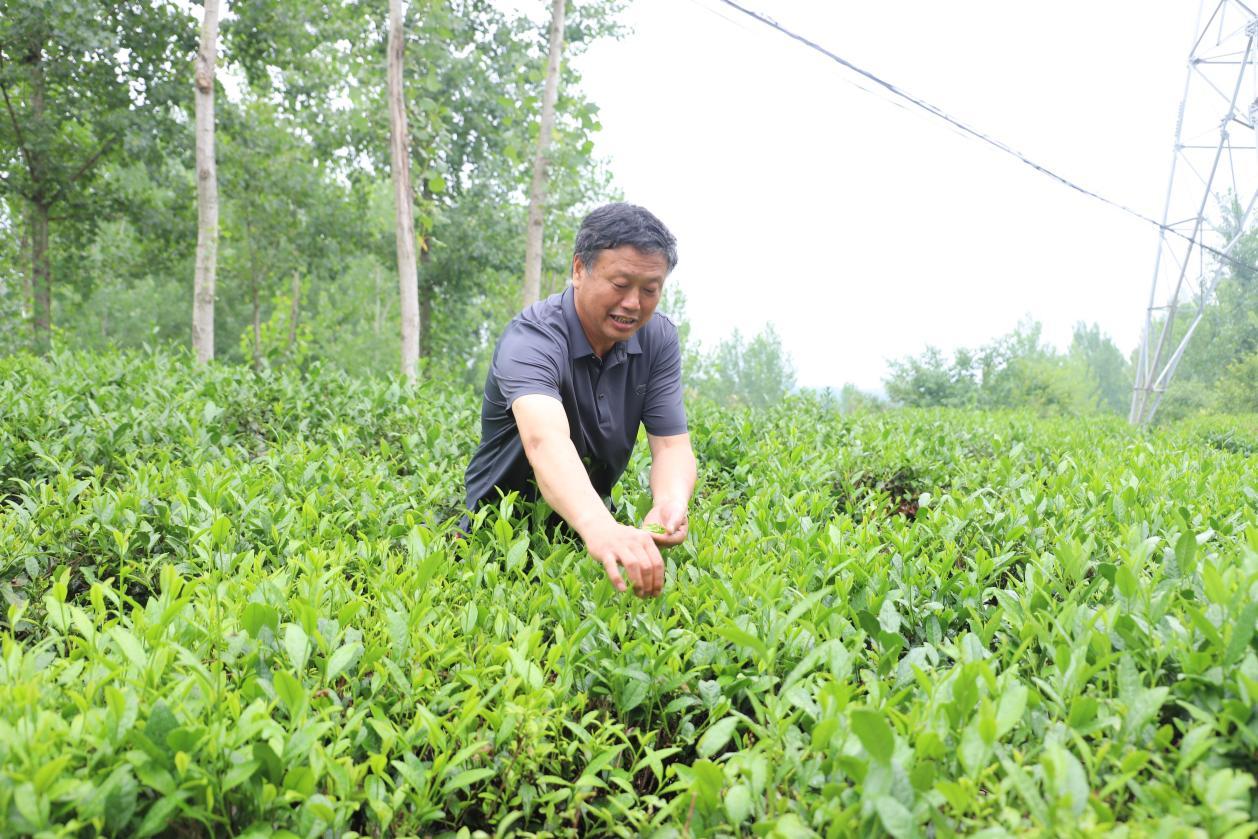 王顺利正在茶园采摘茶叶。