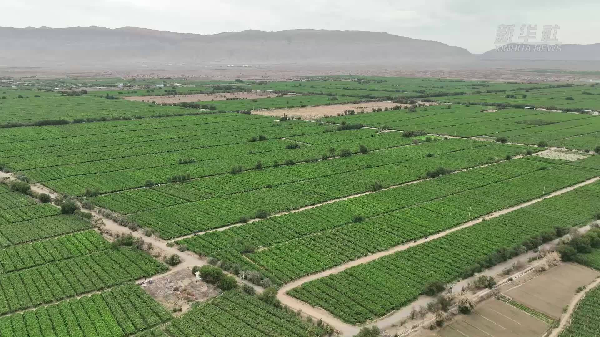 新疆鄯善县：鲜食葡萄陆续上市