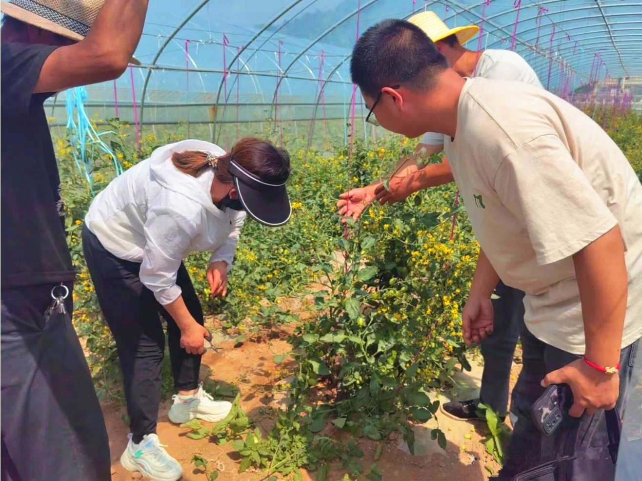 华亭蔬菜地里的农博士　问诊把脉现场“开方”