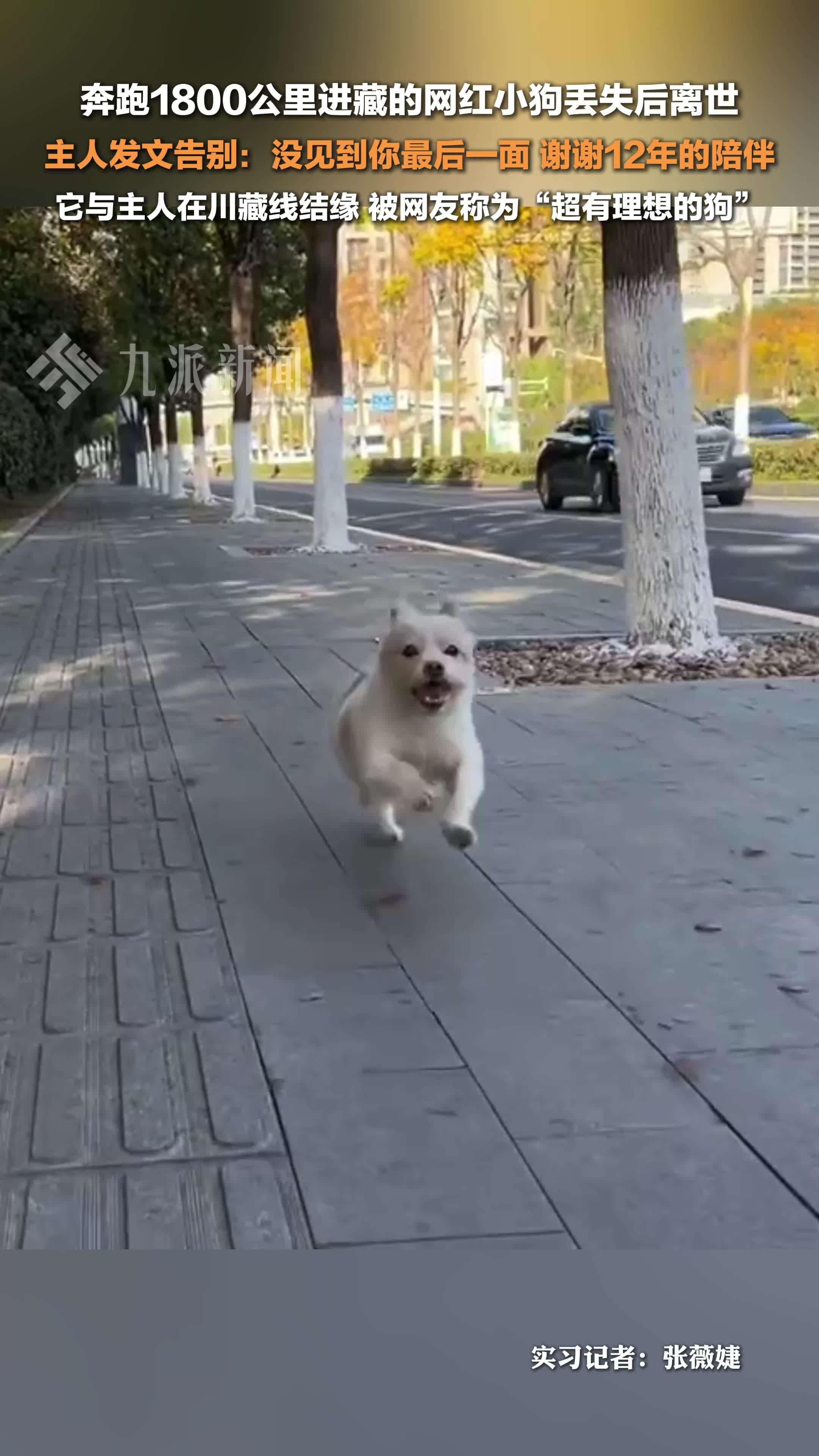 謝忻不忍了！反擊小甜甜控「養死狗」 到她家看到這幕傻眼了｜壹蘋新聞網, image size:2160x3840