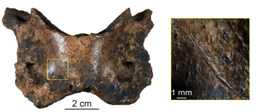 有古人类切割痕迹的最后斑鬣狗脊椎骨化石