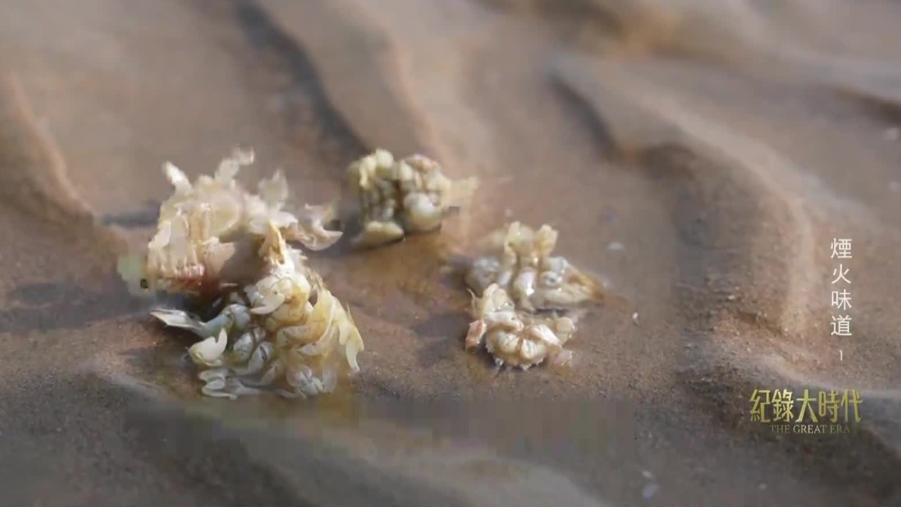 人们俗称的“海知了”是哪一种海洋生物？职业赶海人找到它们都要凭运气