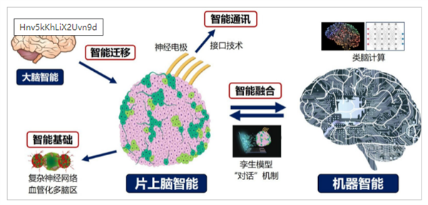 重磅研究!中国首创人脑驱动机器人
