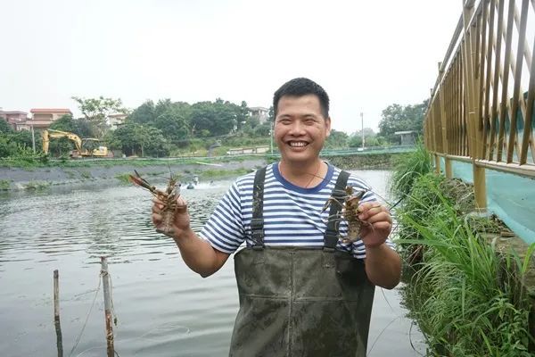 蟠光村带动养殖户深耕蓝龙虾产业实现“丰收”，成功入选省“百千万工程”首批典型村