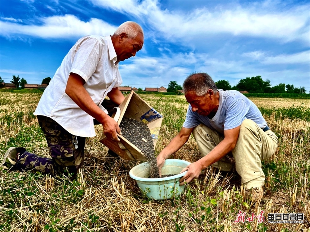 三张村群众复种黑豆场景