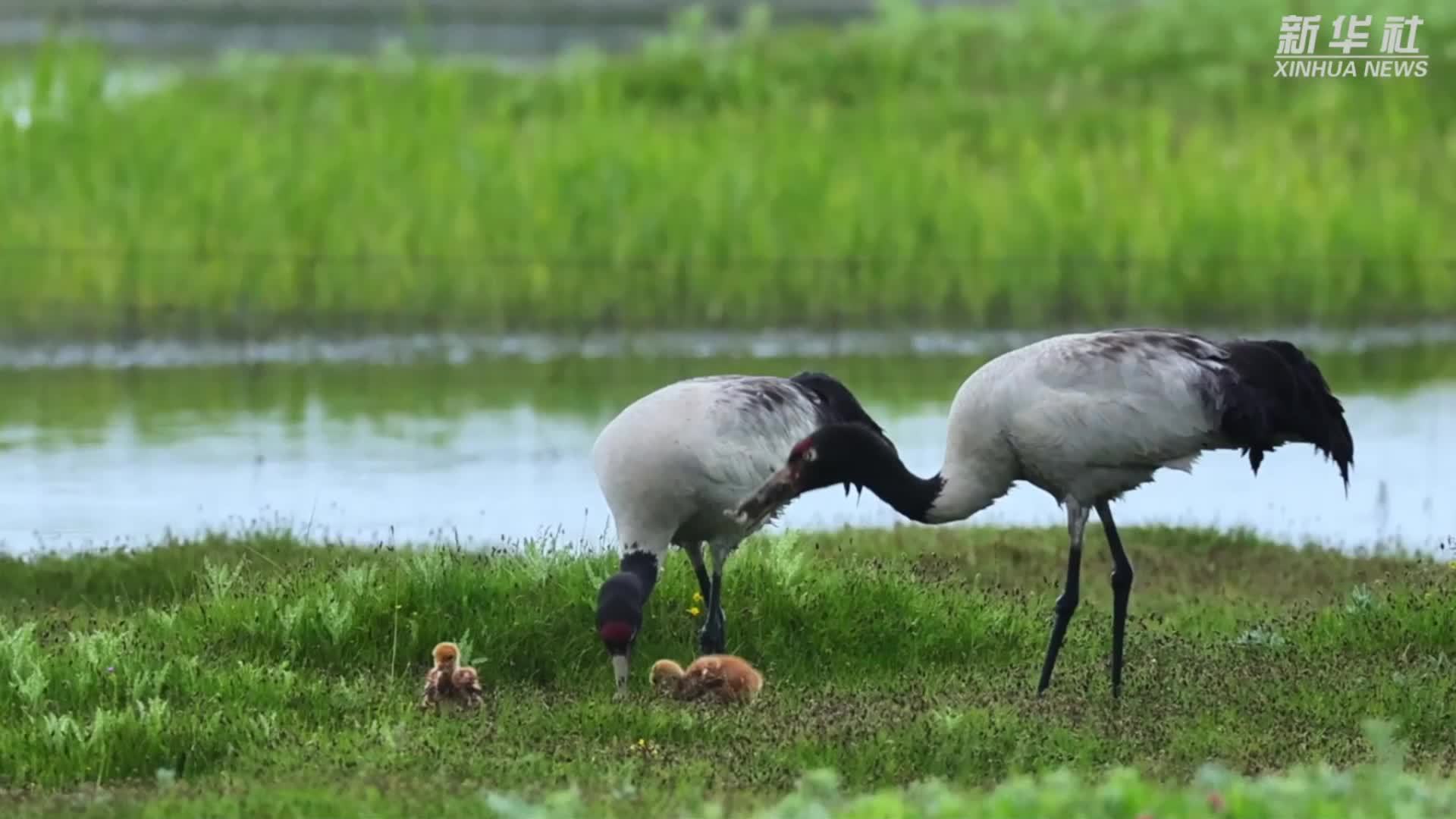 青海刚察：黑颈鹤漫步青海湖畔