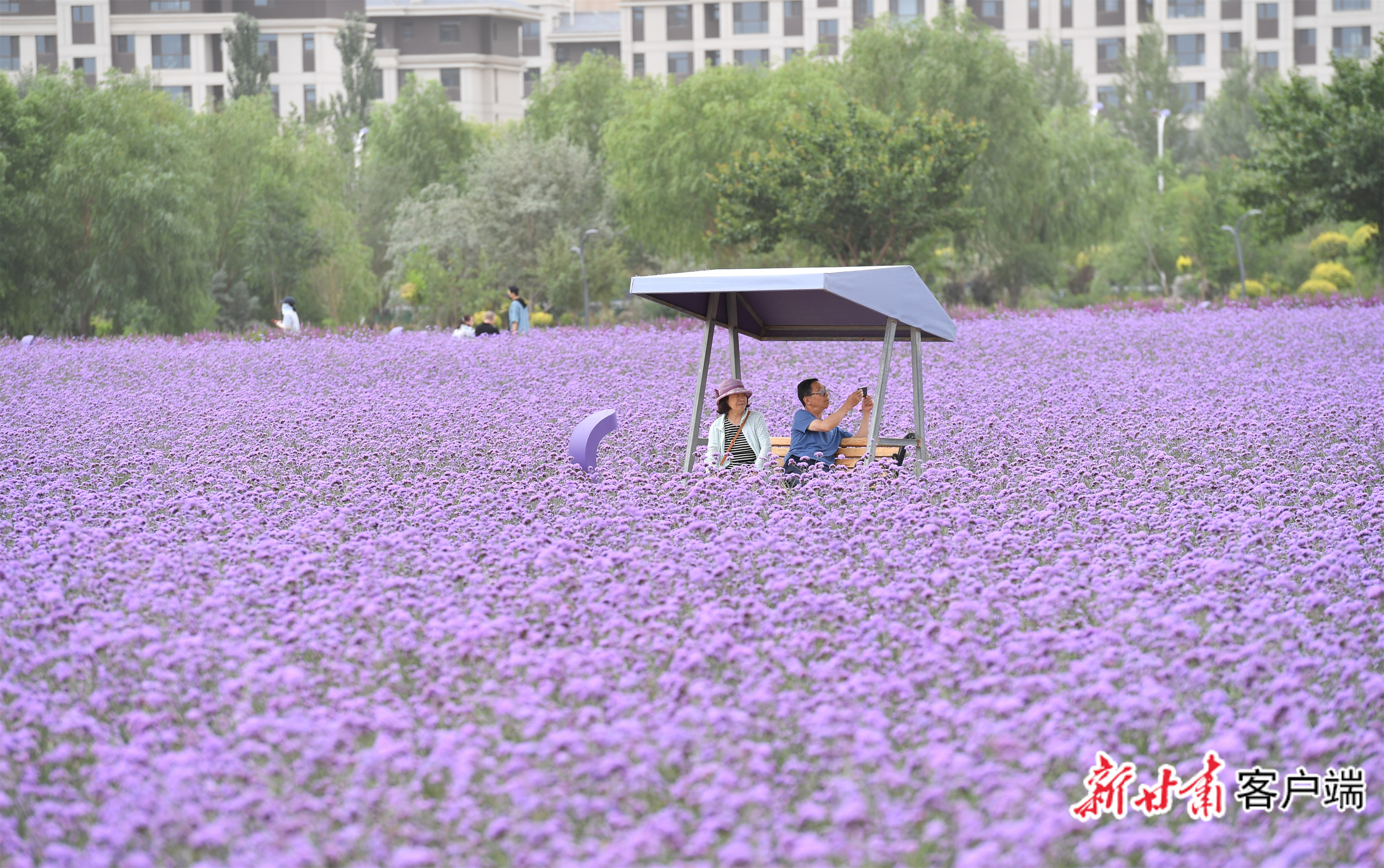 游人在紫金苑景区观光赏景