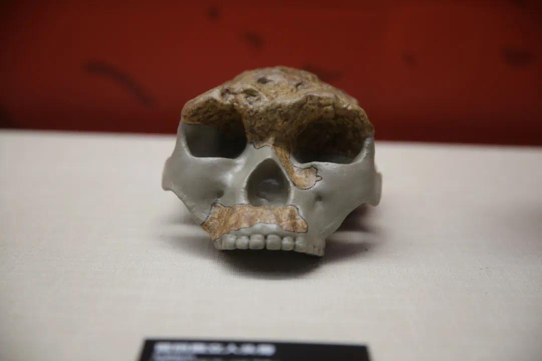 新展来啦 | 这个暑假,踏上百万年人类之旅
