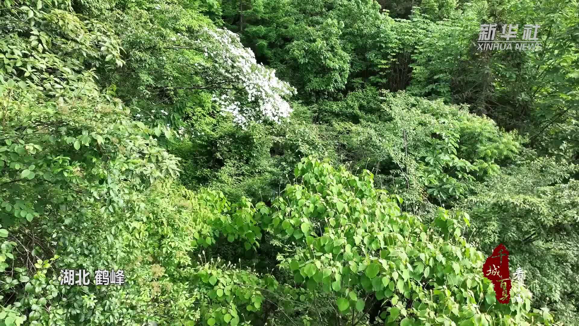 千城百县看中国｜湖北鹤峰：夏日四照花 绚烂绽放时