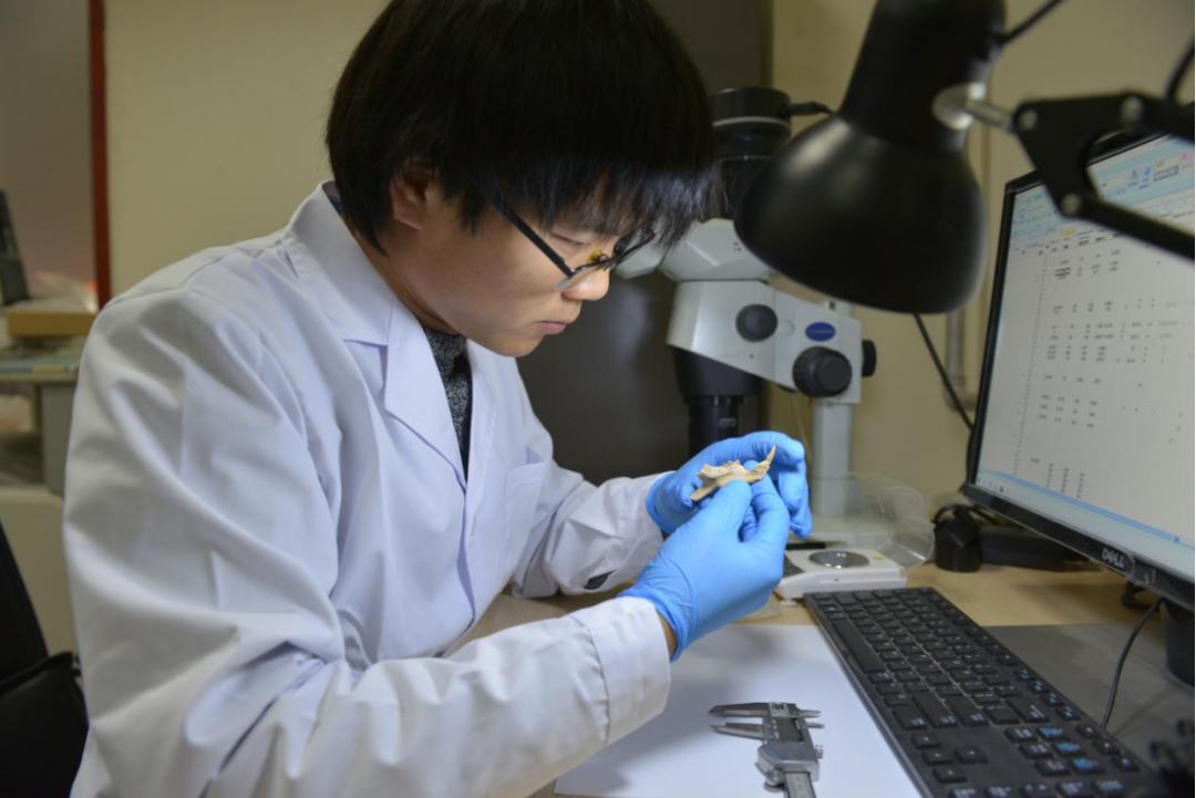 动物考古学鉴定