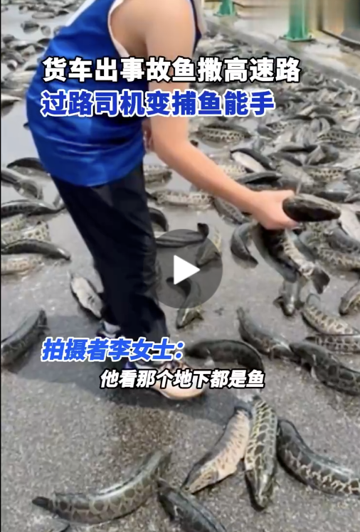 安徽一货车出事故致鱼撒高速路 过路司机变捕鱼能手