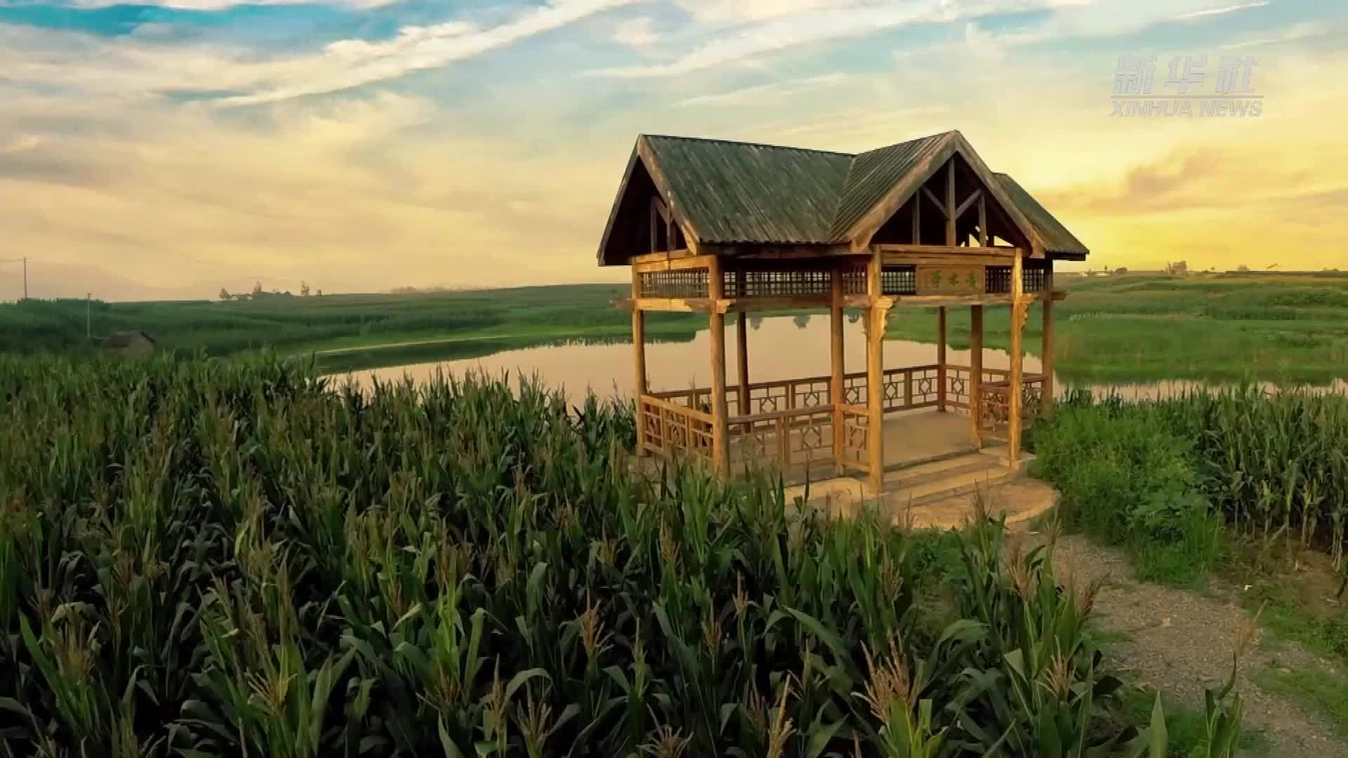 新时代中国调研行之看区域·中部篇丨一株稻的前世今生——湖北京山桥米走出新“稻”路