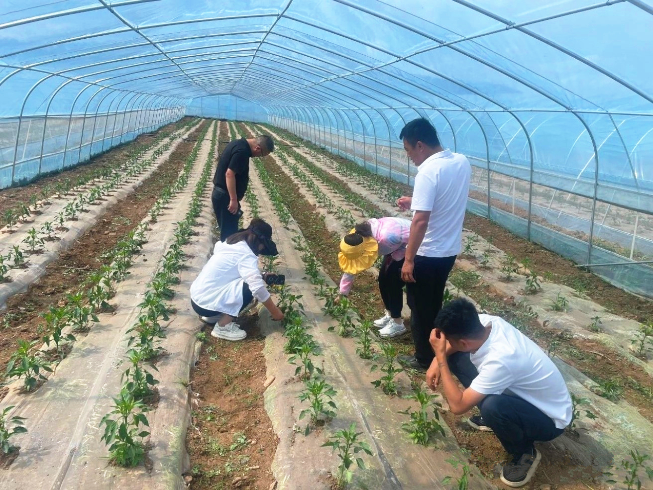 华亭蔬菜地里的农博士　问诊把脉现场“开方”