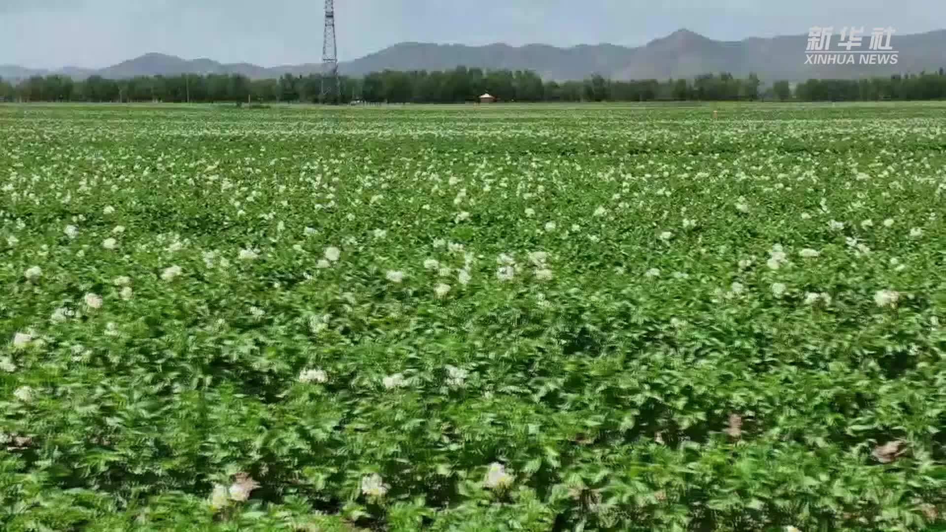 宁夏固原：马铃薯花开孕育丰收