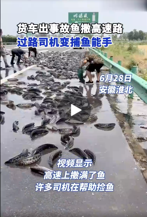 安徽一货车出事故致鱼撒高速路 过路司机变捕鱼能手