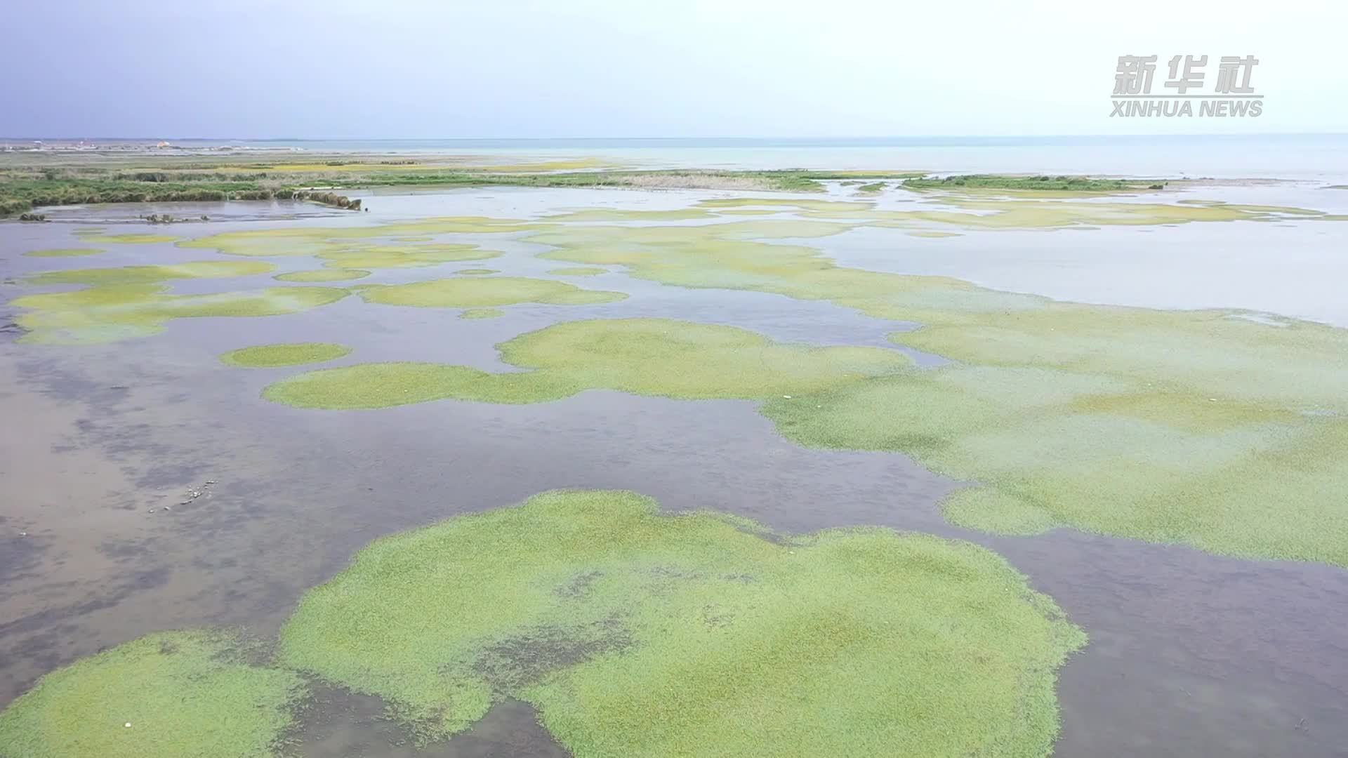 荇菜花开 在湖之滨