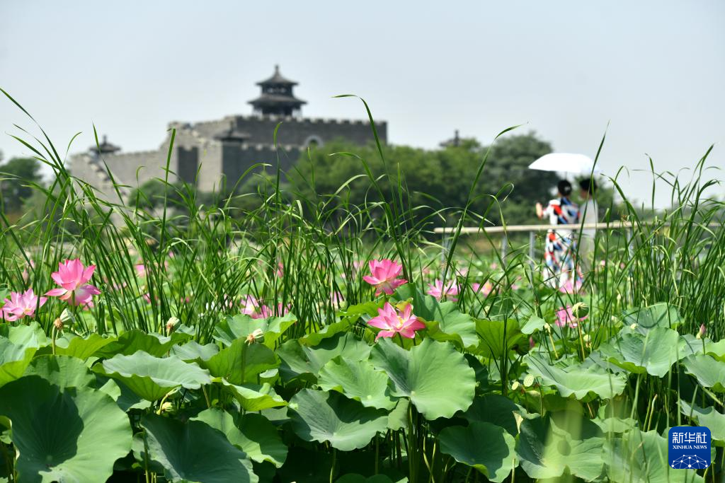 6月28日，游客在河北省河间市瀛洲公园内游览。