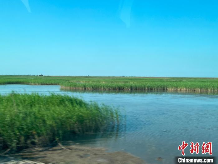 6月25日，中华环保世纪行2024年宣传活动采访团走进黄河三角洲国家级自然保护区。乘车穿行保护区，可以看到湿地上铺着成片芦苇，一派水草丰茂之景。曾玥 摄