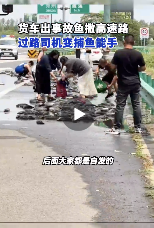 安徽一货车出事故致鱼撒高速路 过路司机变捕鱼能手