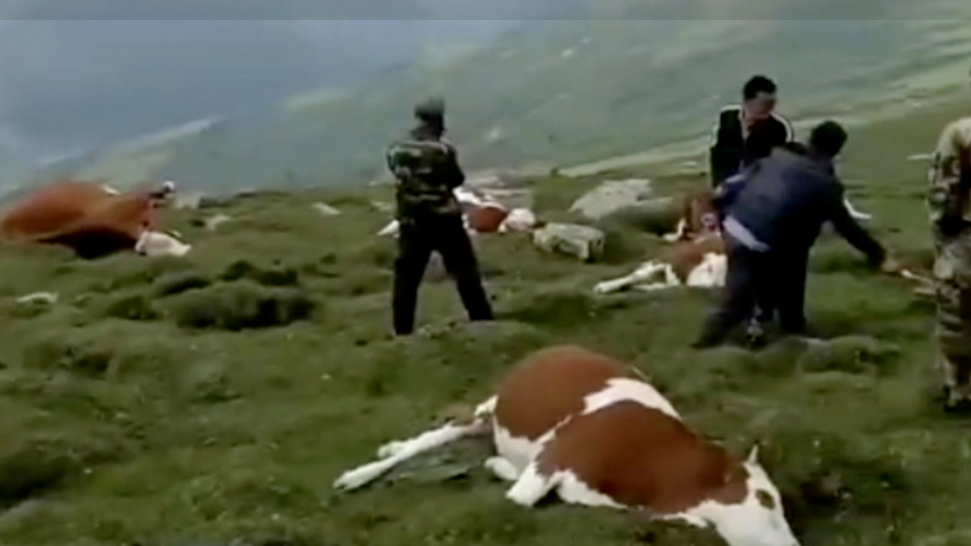 五台山遇雷雨天气，农户7头牛遭雷击死亡